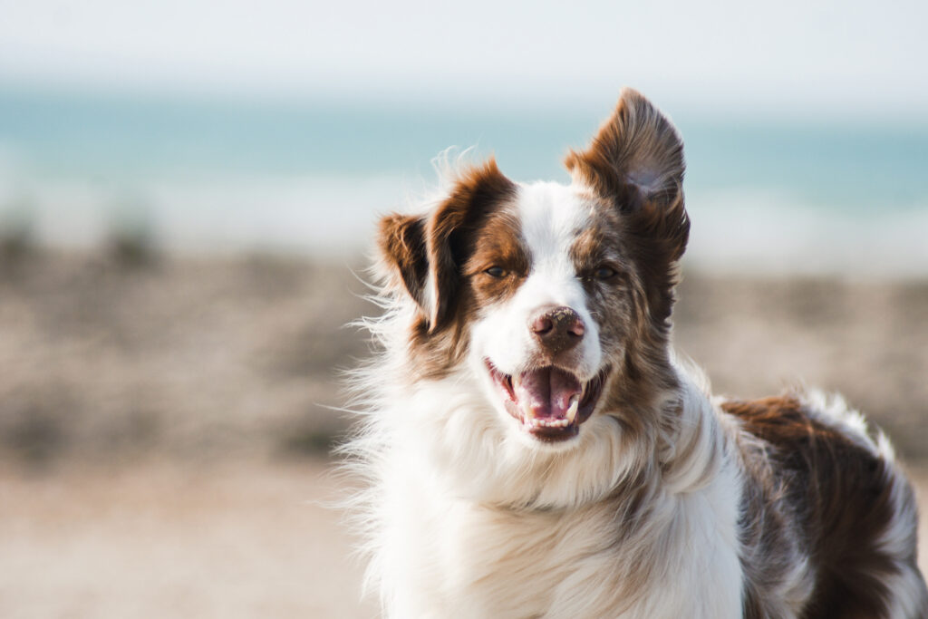 Estas son algunas alternativas al plástico para el cuidado de tu mascota